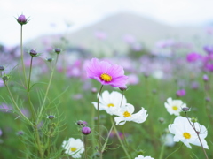 ＣＯＳＭＯＳ