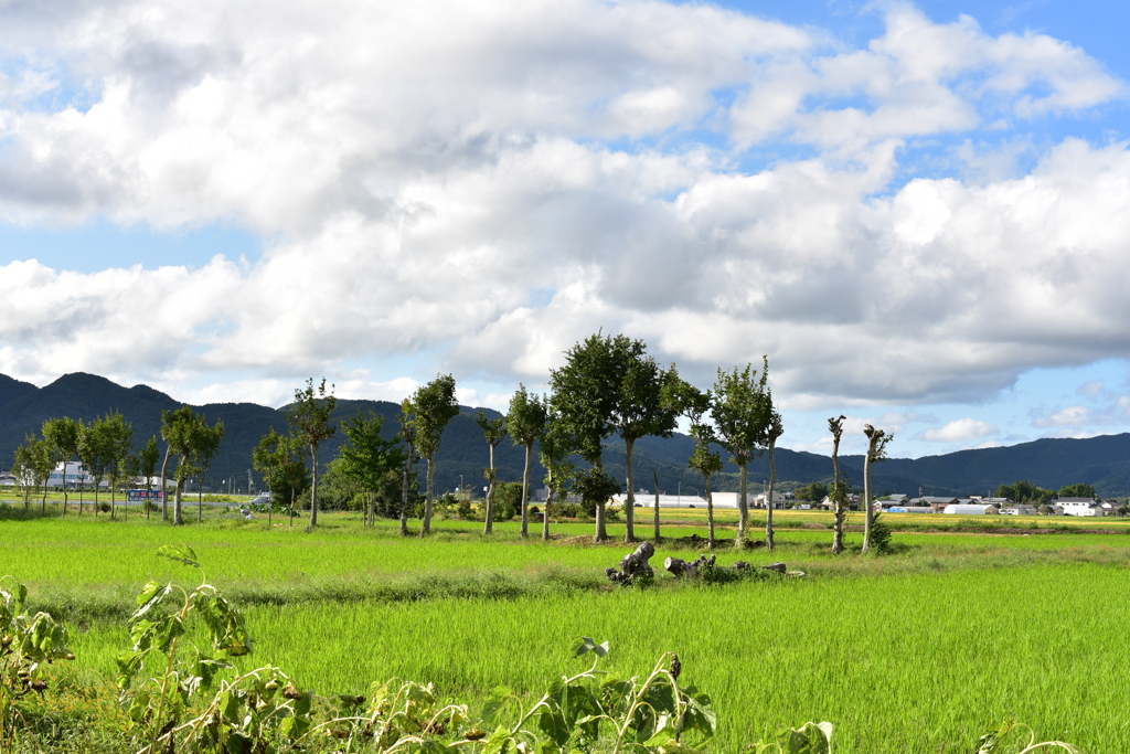 夏井のハザ木　DSC_1189