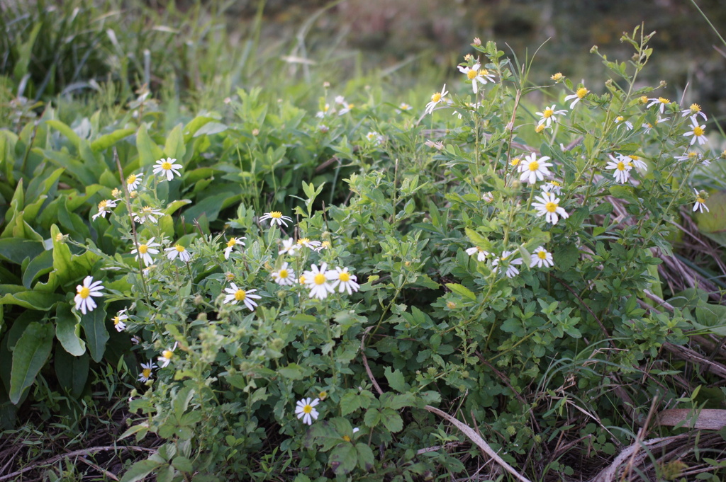 道端に咲いた花　DSC00062
