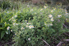 道端に咲いた花　DSC00062
