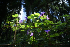 アサガオ　DSC00876