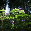 アサガオ　DSC00876
