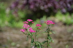 ピンクの花