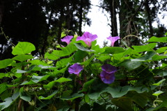 アサガオ　DSCF6019