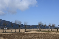 ハザ木　DSC_0092