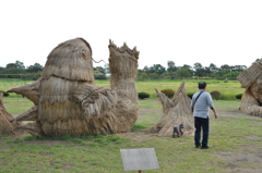 稲穂の鯉　DSC_0173