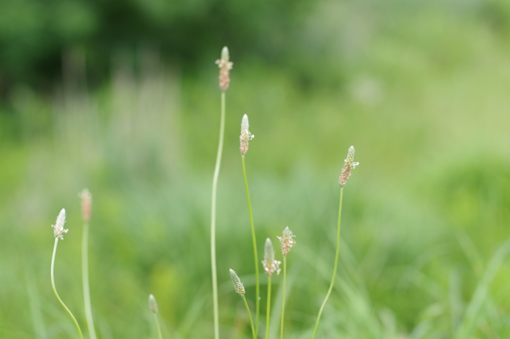 ヘラオオバコ　IMGP3354