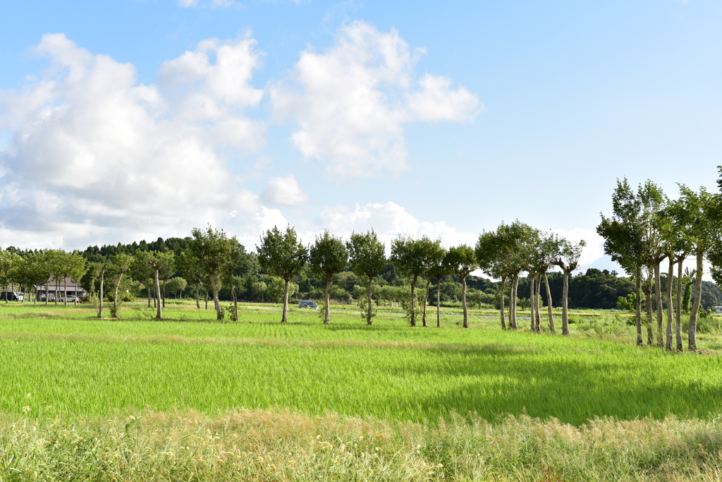 夏井のハザ木　DSC_1192