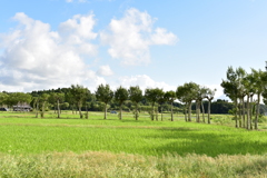 夏井のハザ木　DSC_1192
