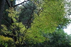 もみじ　DSC00957