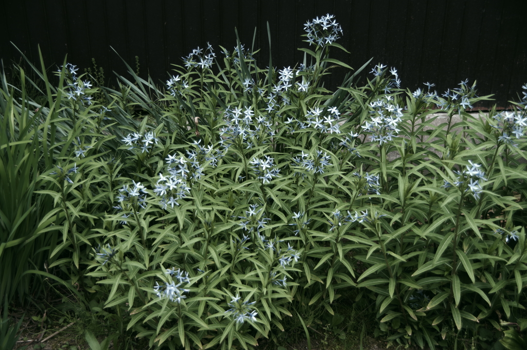 IMGP2157
