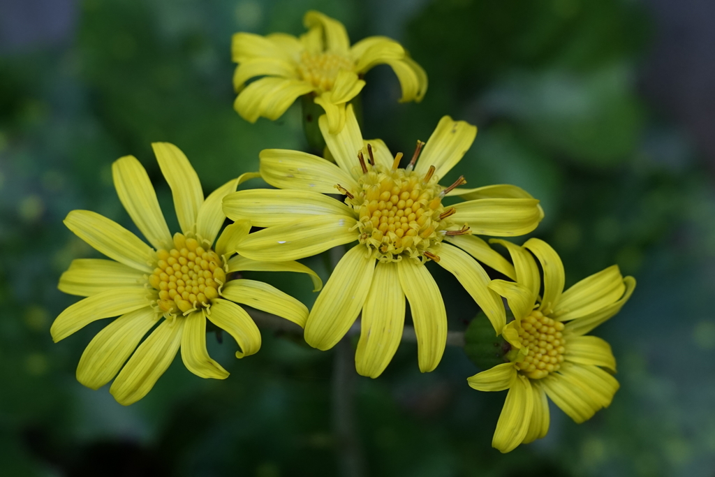 ツワブキ　DSC00943