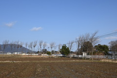 ハザ木　DSC_0105