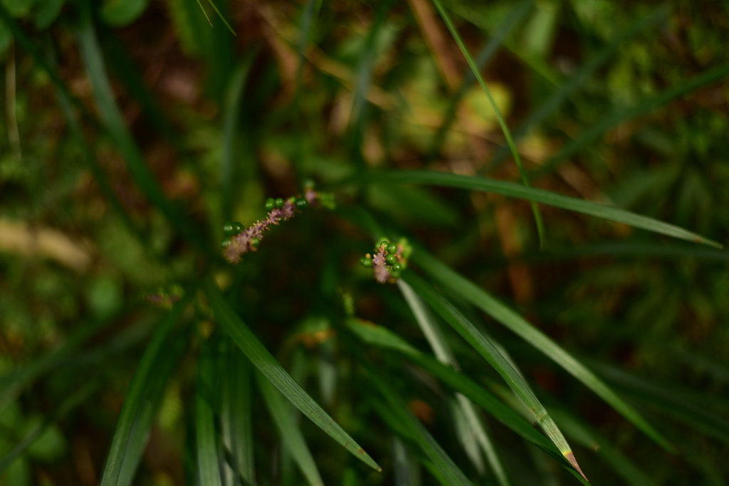 ヤブラン　DSC_1231
