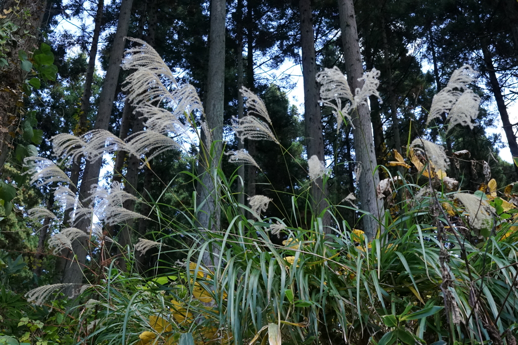 ススキ　DSC00950