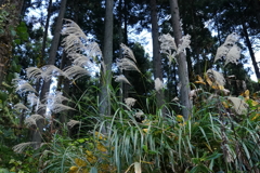 ススキ　DSC00950