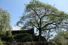 日蓮正宗総本山大石寺　DSC00849