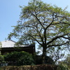 日蓮正宗総本山大石寺　DSC00849