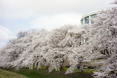 sakura DSC00574