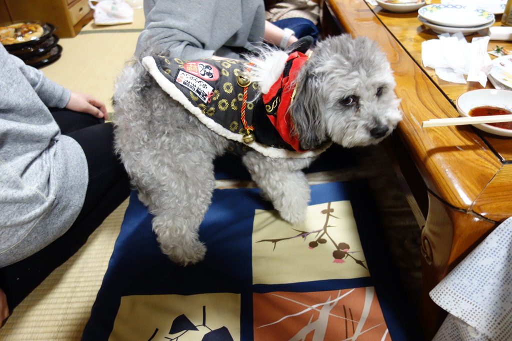 犬 服 獅子舞　DSC00169