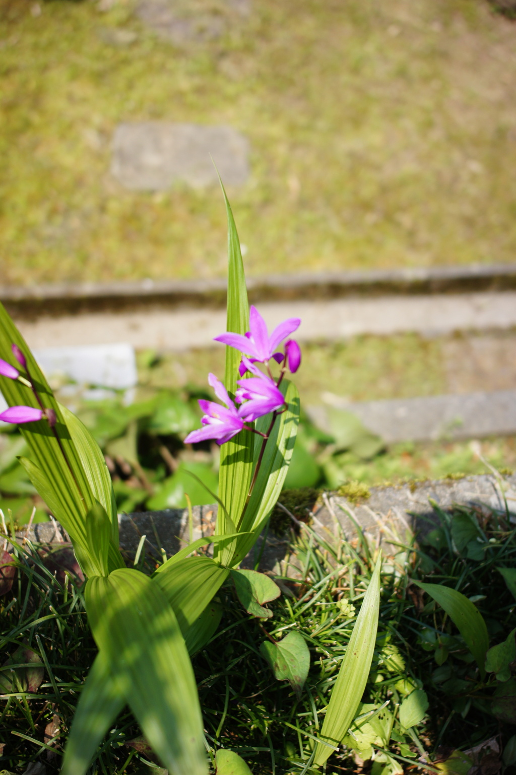 紫蘭　DSC00630