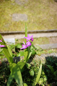 紫蘭　DSC00630