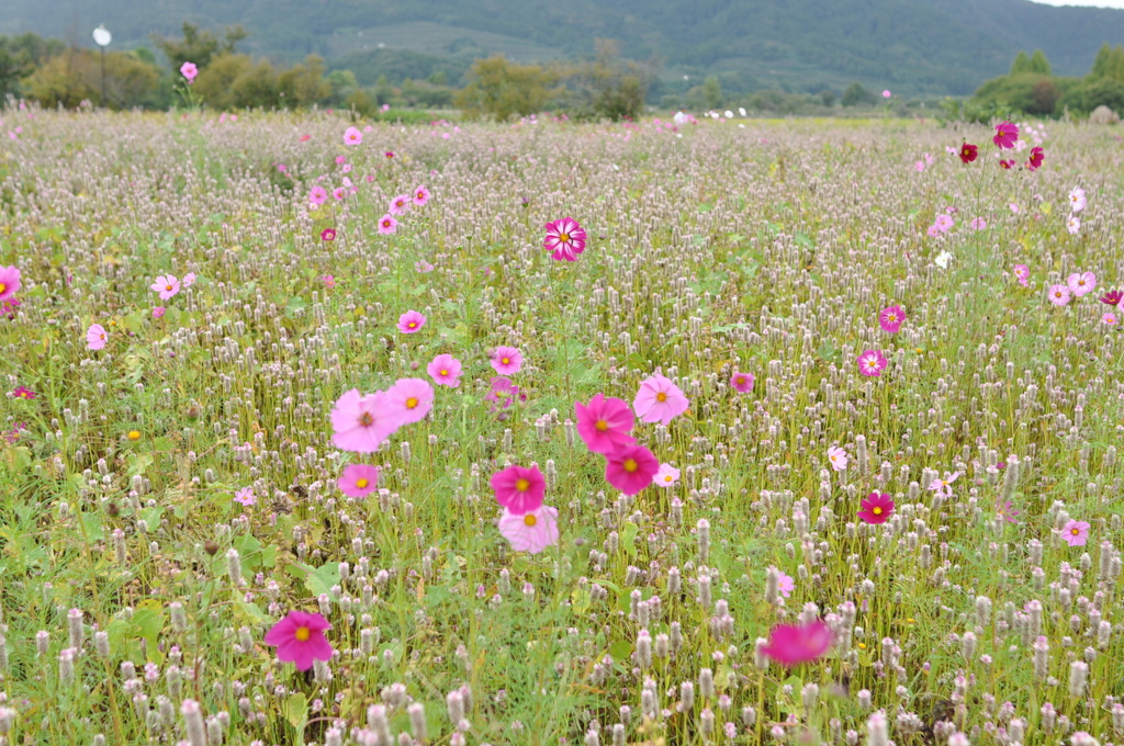花畑　DSC_0008