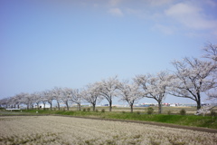 桜並木　DSC00601