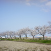 桜並木　DSC00601