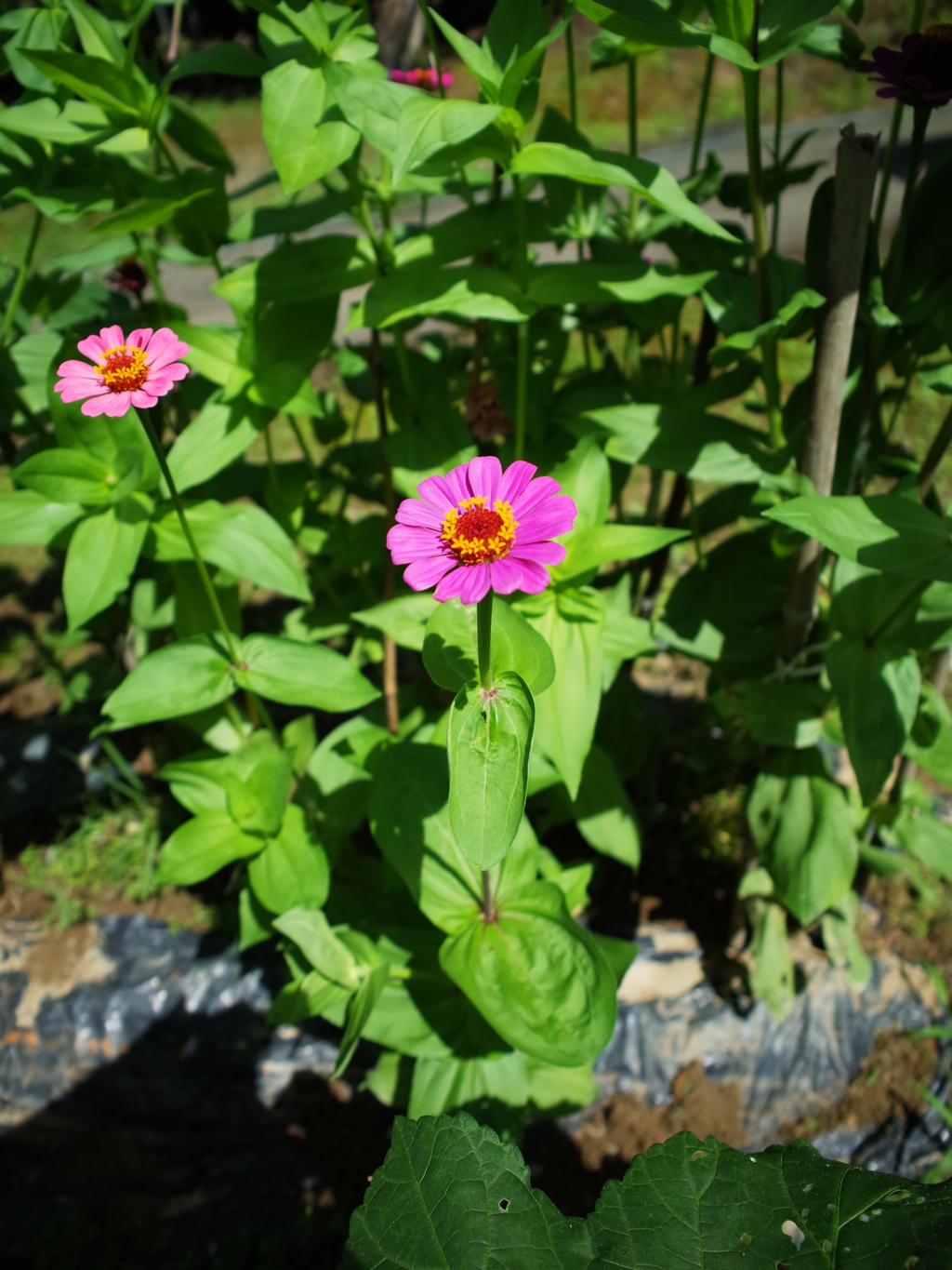 百日草　R0290009