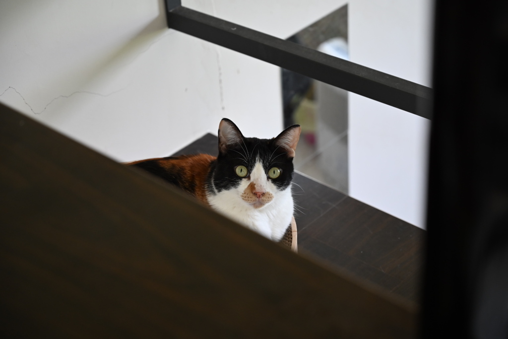 見てる