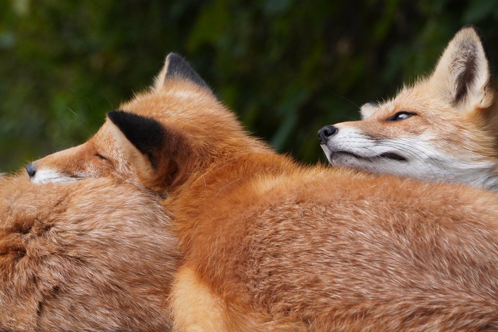 北キツネ牧場_1