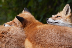 北キツネ牧場_1