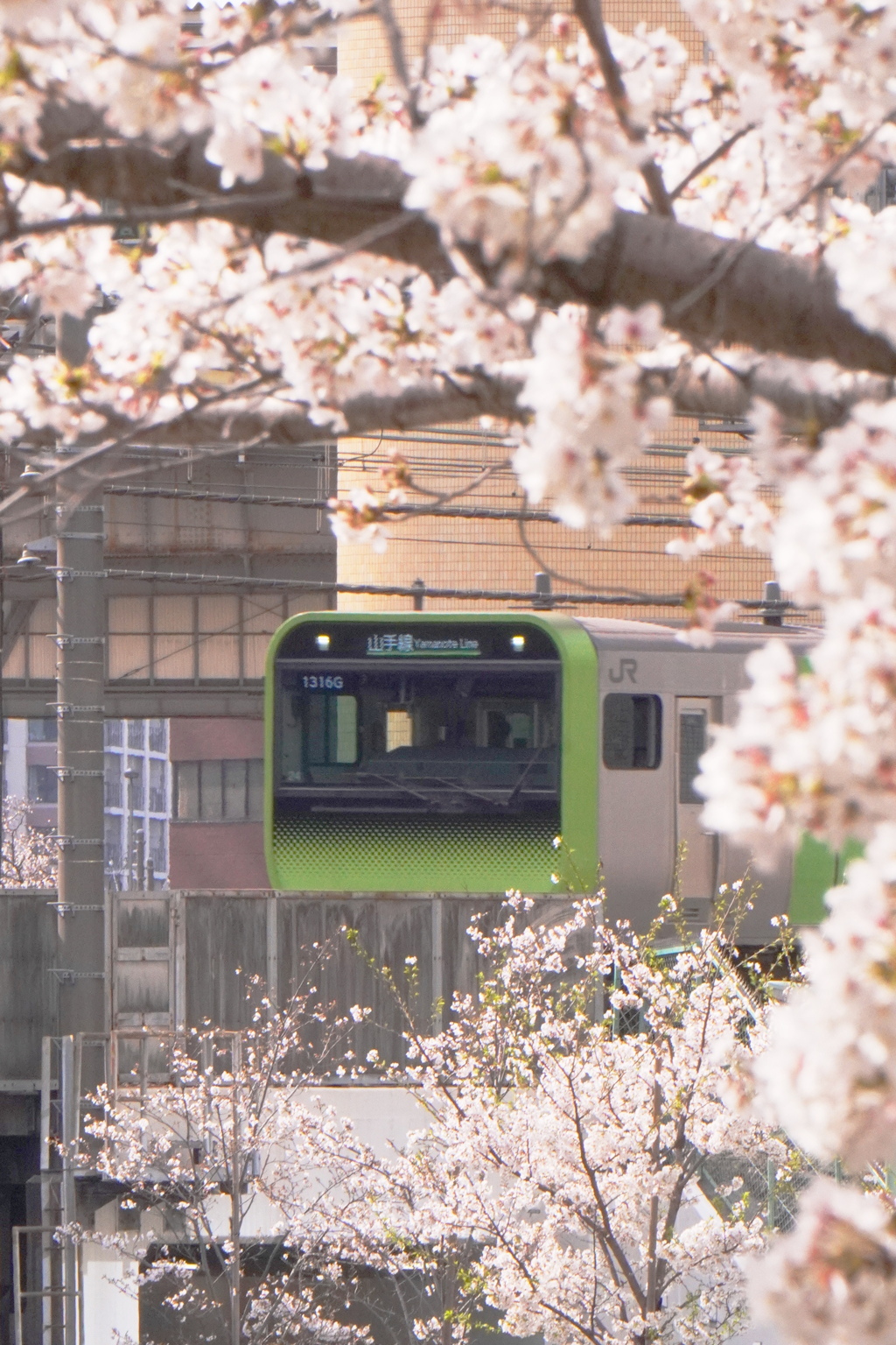 目黒川_1