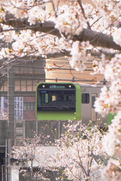 目黒川_1