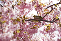 桜とメジロ