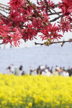 3色の花