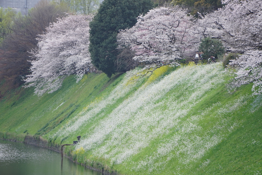 桜1