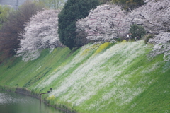 桜1