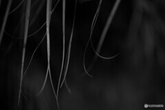 Monochrome:Ⅱ
