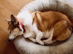 丸くなってぐっすり