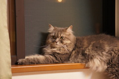 窓辺のクーたん