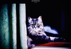 窓辺に佇むクーたん