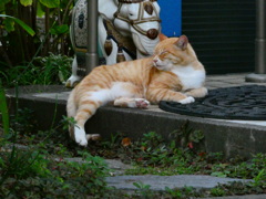 チャトラン