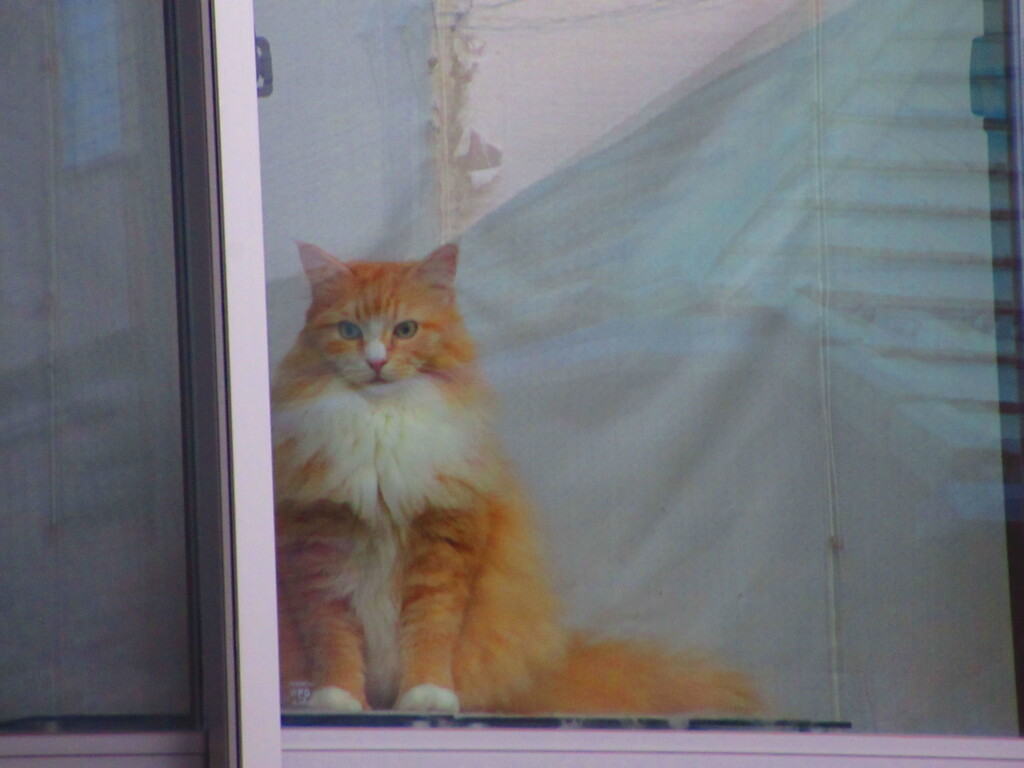 出窓の猫