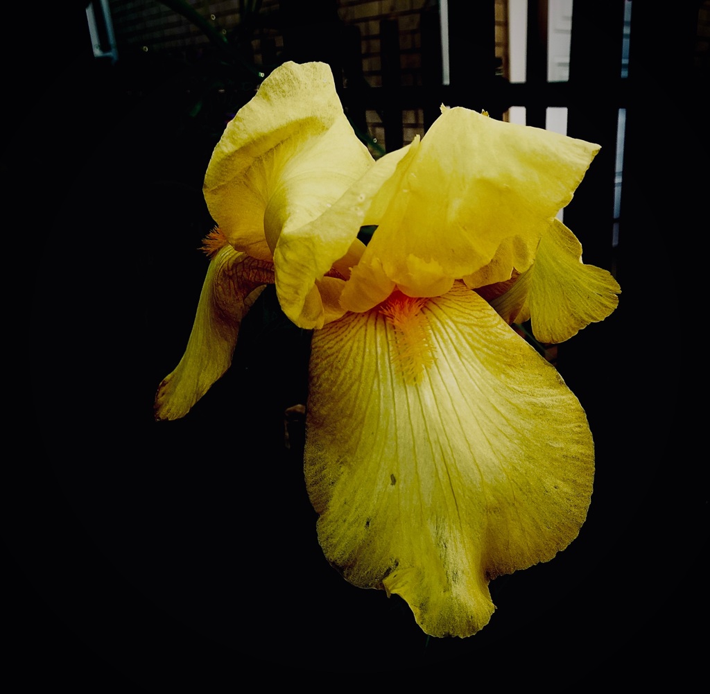 黄色い花