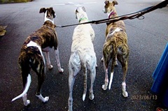 スピードスター