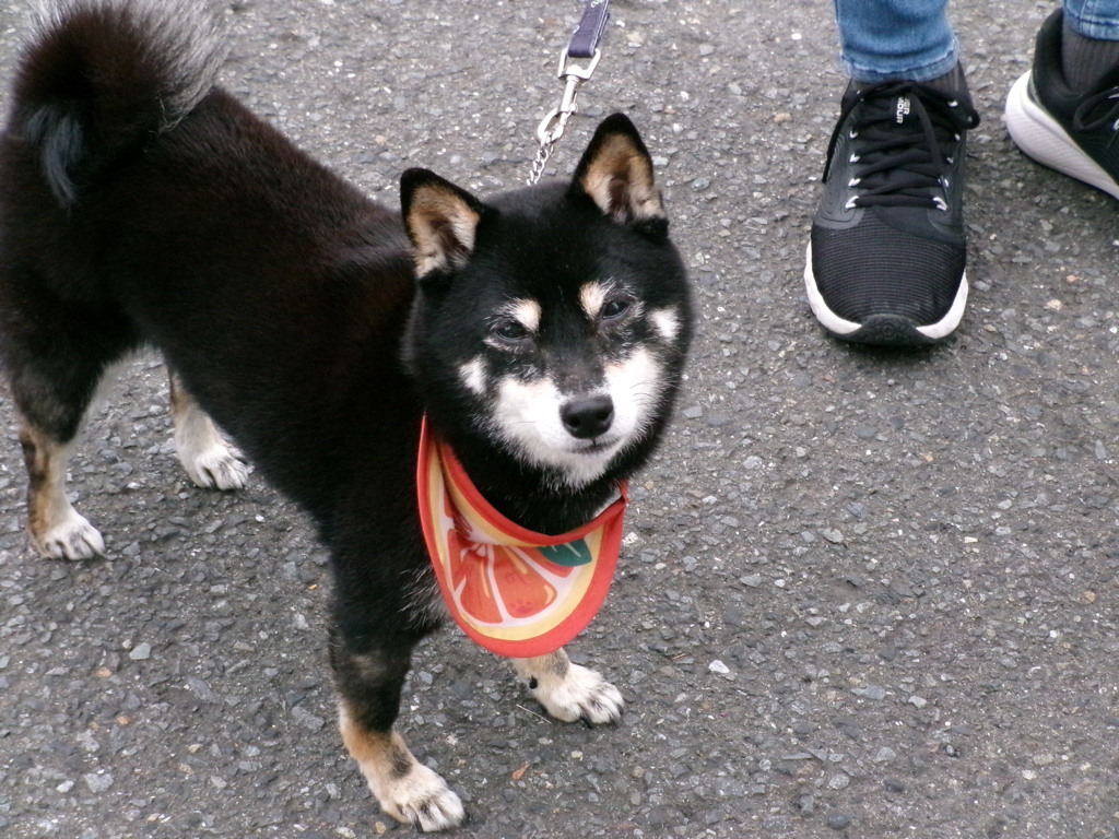豆柴のここちゃん