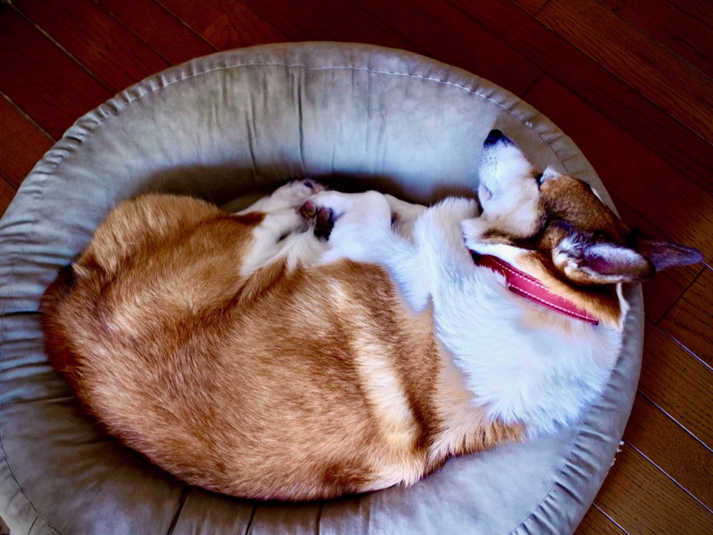 猫のように丸くなったアレン