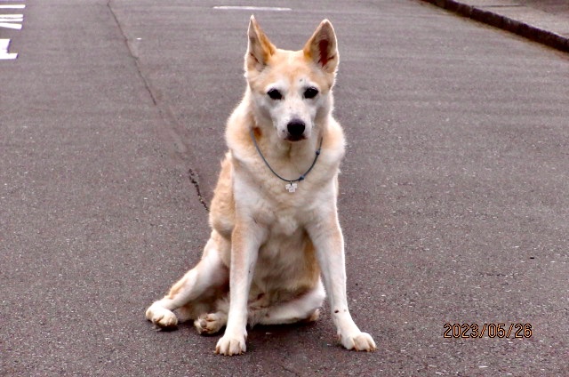 お向かいのノエル